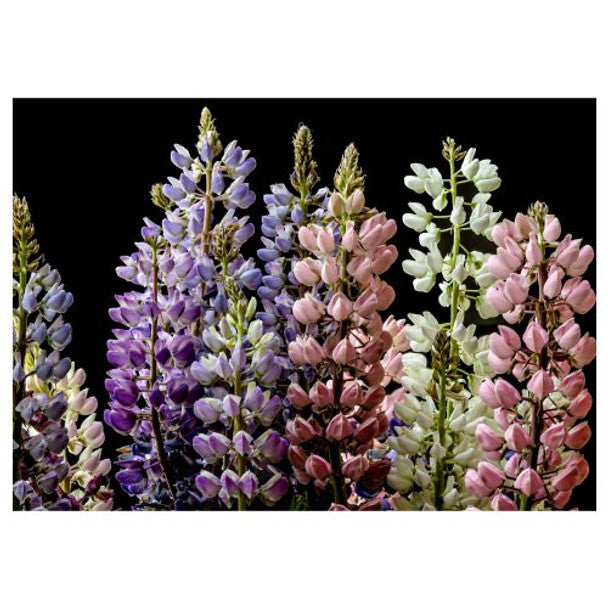 DISPOSABLE PLACEMATS - GARDEN LUPINE