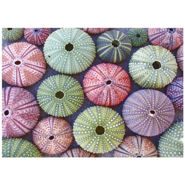 DISPOSABLE PLACEMATS - SEA URCHINS