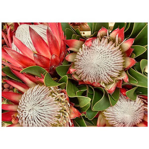 DISPOSABLE PLACEMATS - FOUR KINGS PROTEAS