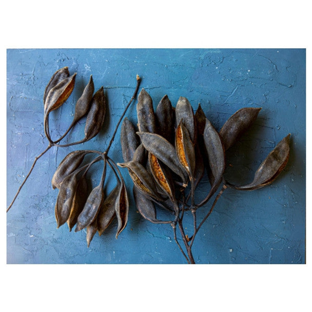 DISPOSABLE PLACEMATS - BLACK PODS ON BLUE